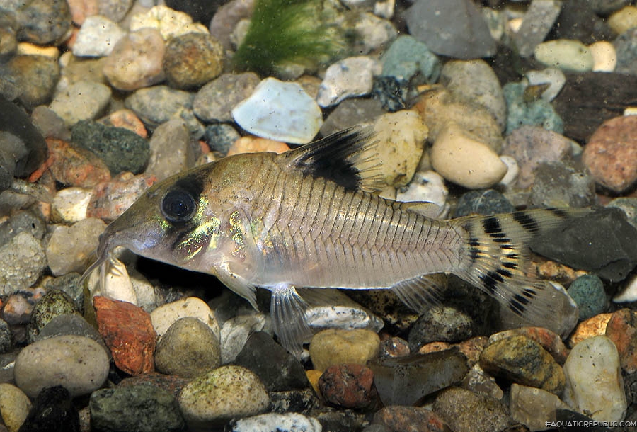 Brochis (sub-clade 3) condiscipulus