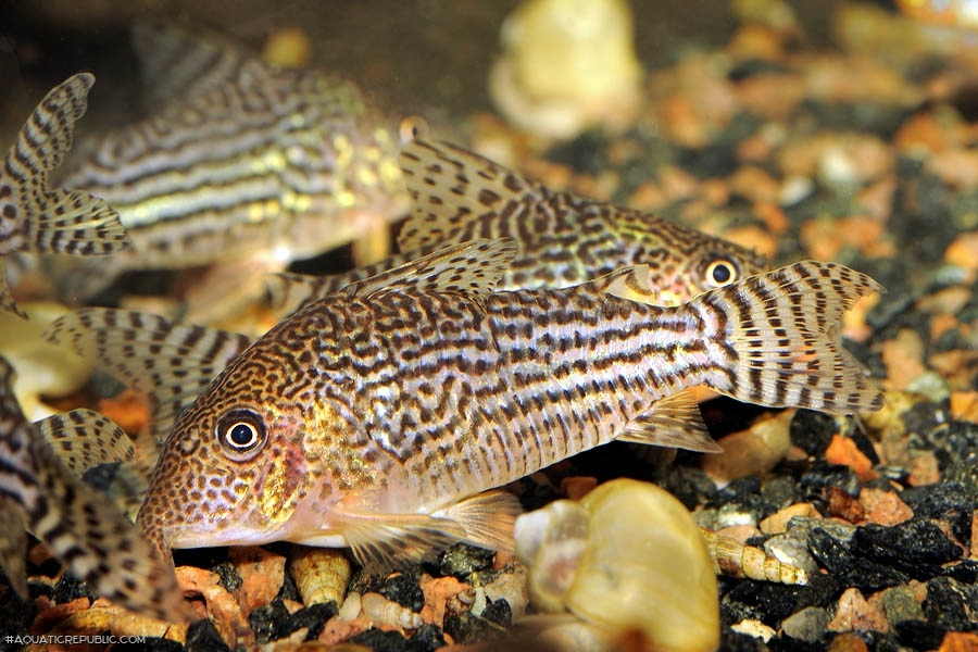 Brochis (sub-clade 3) haraldschultzi