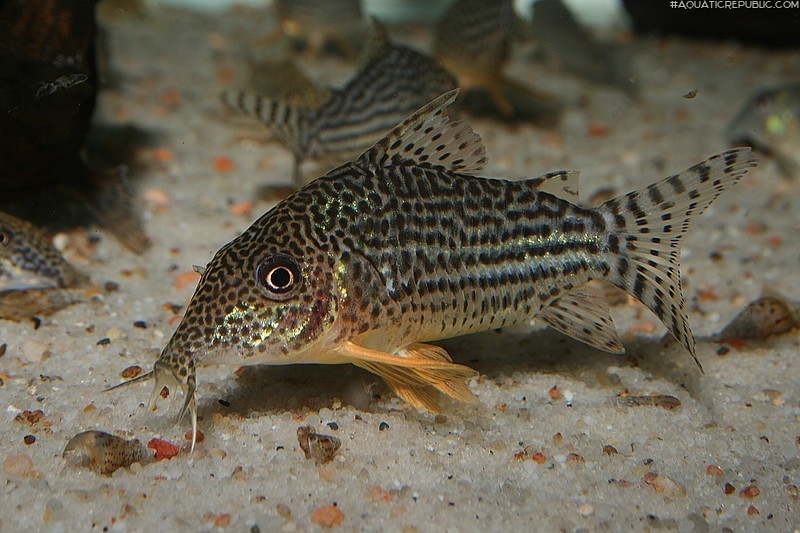 Brochis (sub-clade 3) haraldschultzi