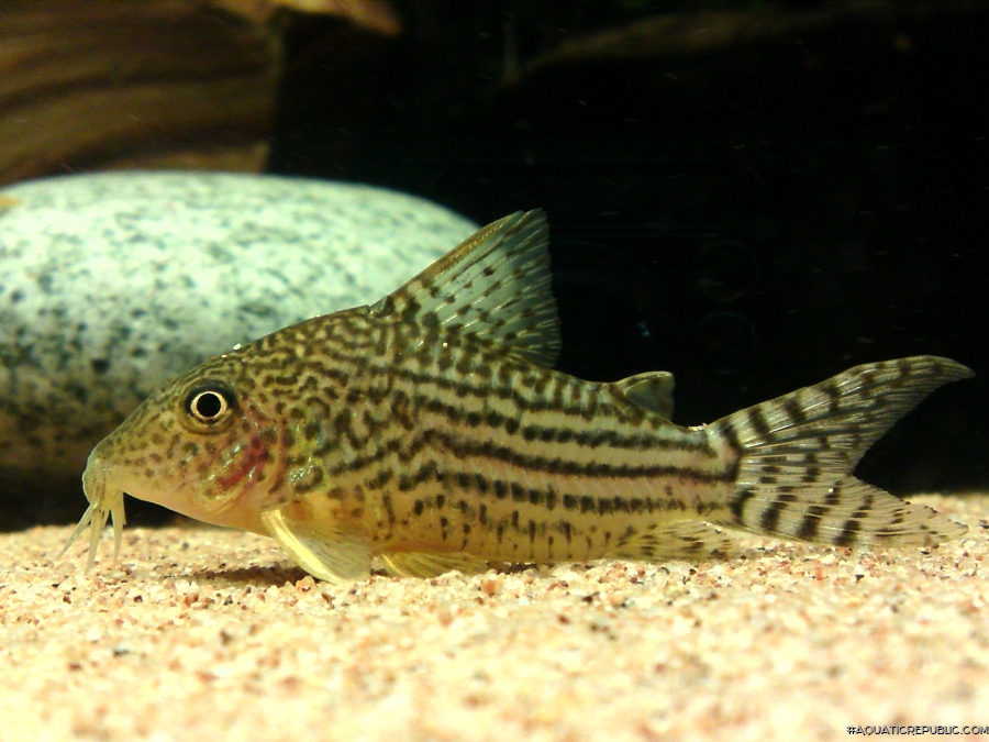 Brochis (sub-clade 3) haraldschultzi