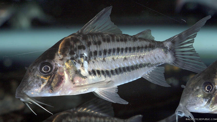 Brochis (sub-clade 3) ornata