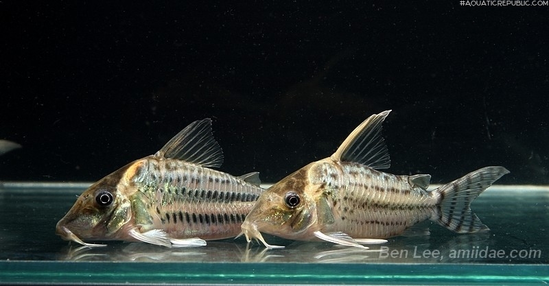 Brochis (sub-clade 3) ornata