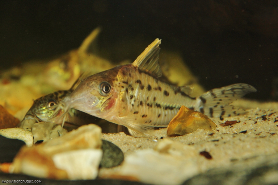 Brochis (sub-clade 3) pulchra