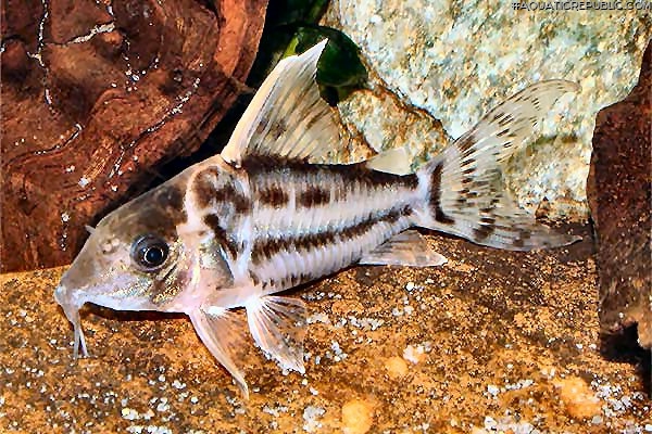 Brochis (sub-clade 3) pulchra