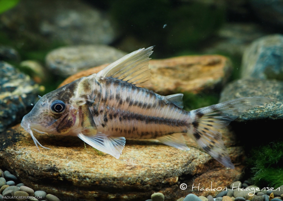 Brochis (sub-clade 3) pulchra