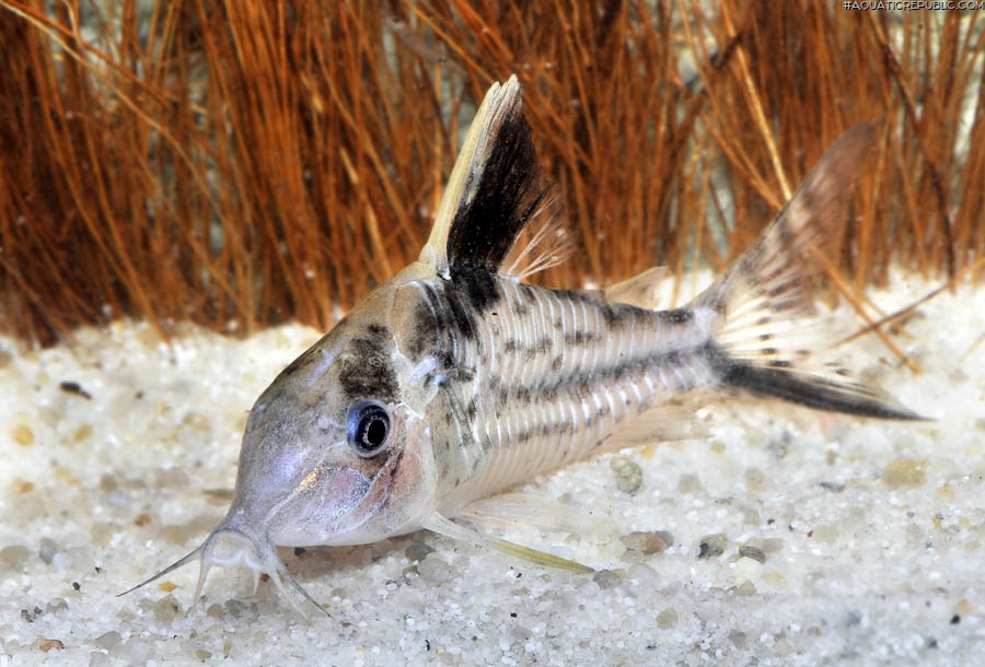 Brochis (sub-clade 3) robusta