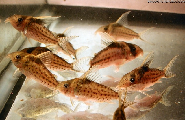 Brochis (sub-clade 3) robusta