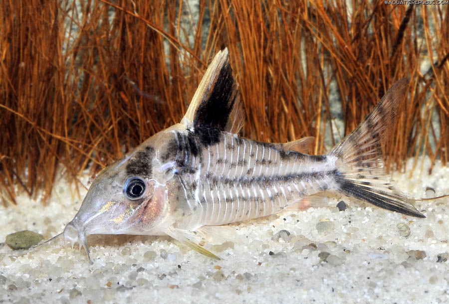 Brochis (sub-clade 3) robusta