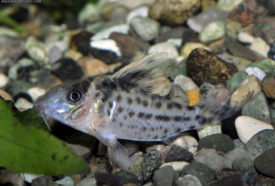 Brochis (sub-clade 3) robusta