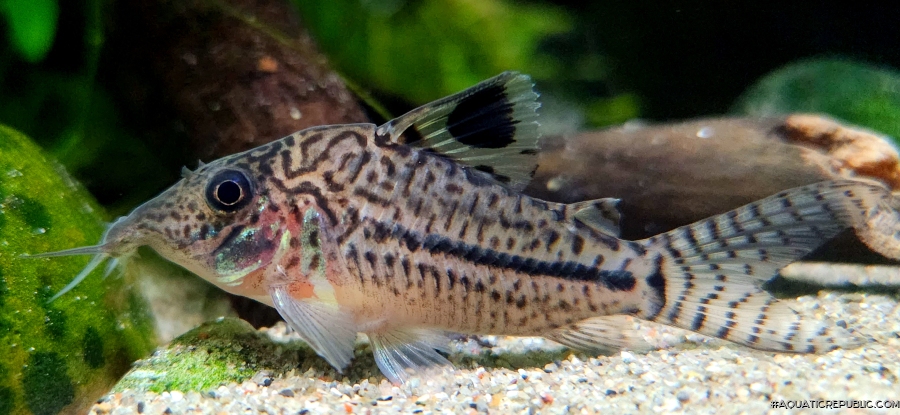 Brochis (sub-clade 3) sp. (C102)