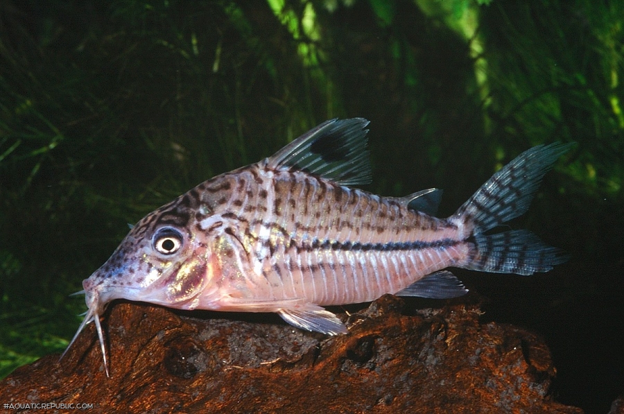 Brochis (sub-clade 3) sp. (C102)