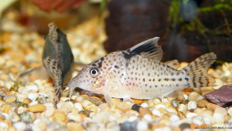 Brochis (sub-clade 3) sp. (C131)