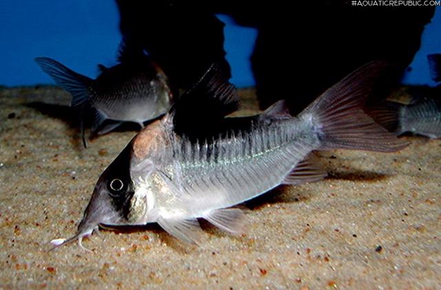 Brochis (sub-clade 3) sp. (Cw157)