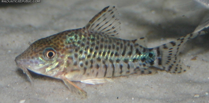 Brochis (sub-clade 3) spectabilis