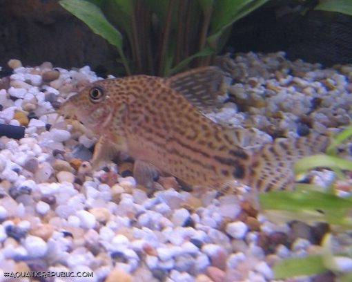 Brochis (sub-clade 3) spectabilis