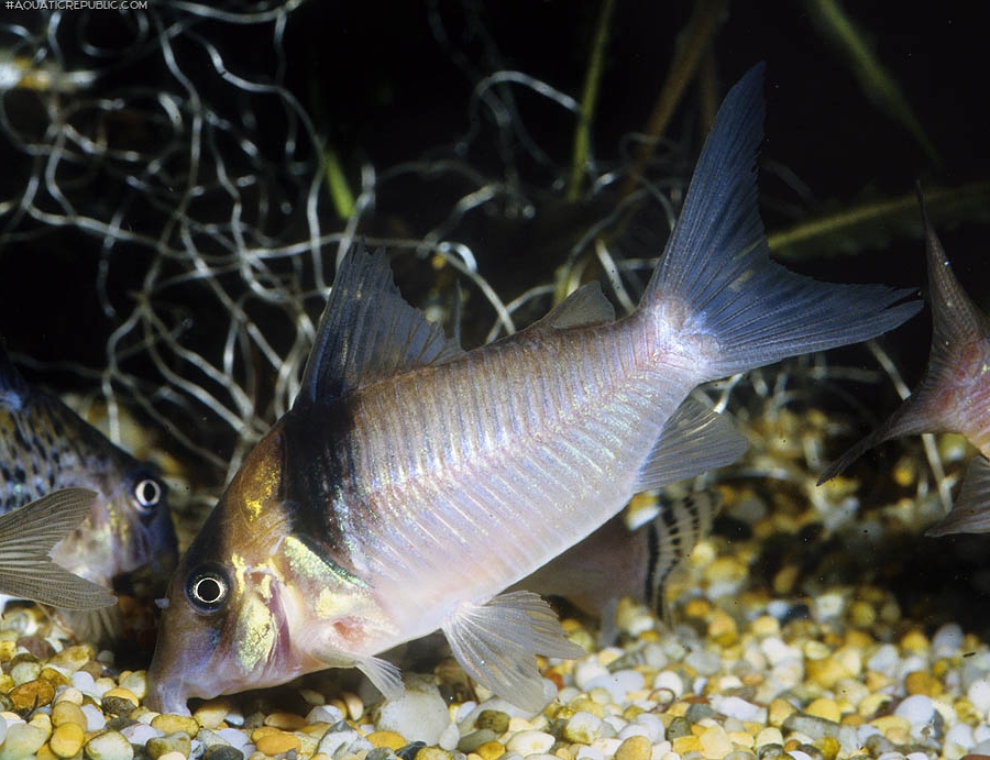 Brochis (sub-clade 3) virginiae