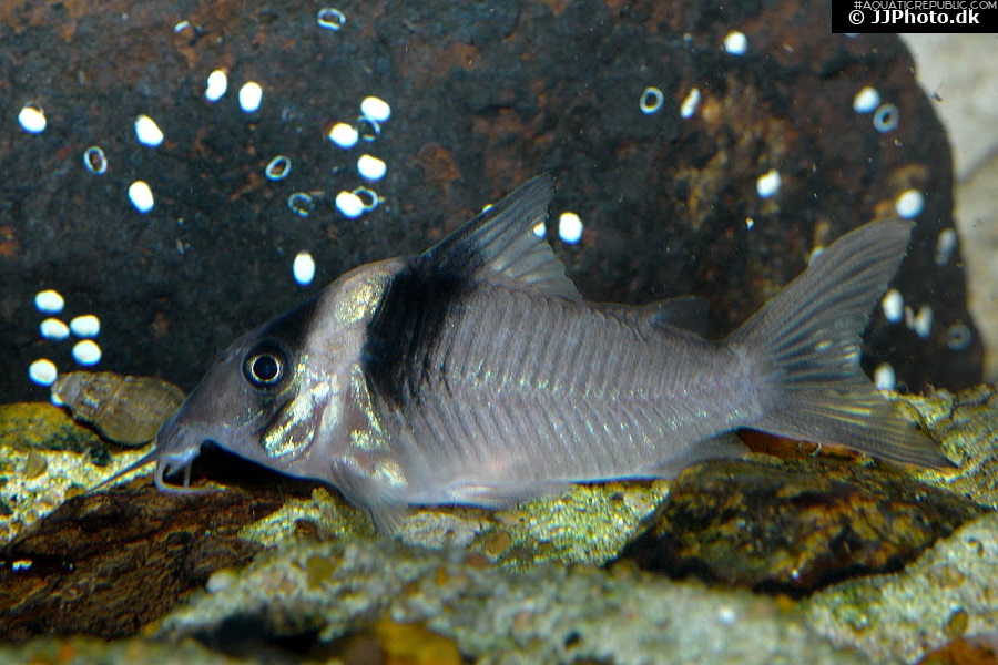 Brochis (sub-clade 3) virginiae