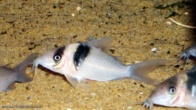 Brochis (sub-clade 3) virginiae