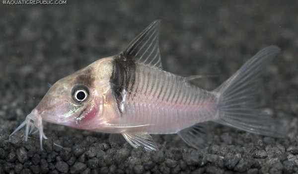 Brochis (sub-clade 3) virginiae