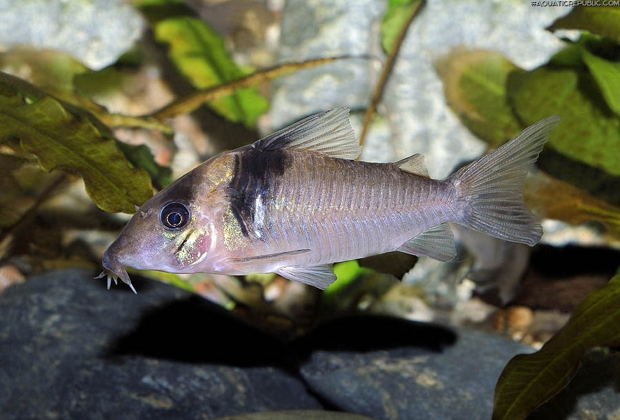 Brochis (sub-clade 3) virginiae