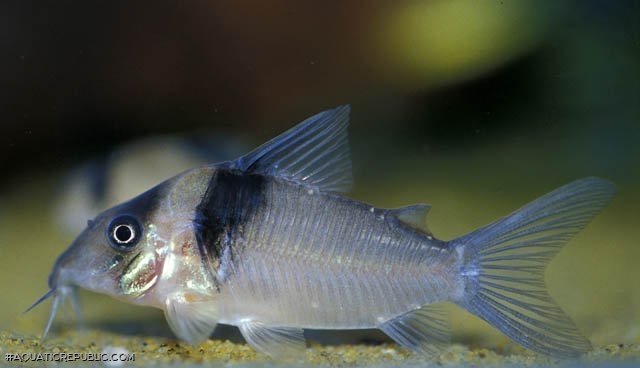 Brochis (sub-clade 3) virginiae