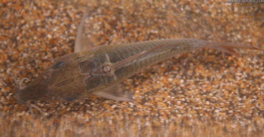 Brochis multiradiata