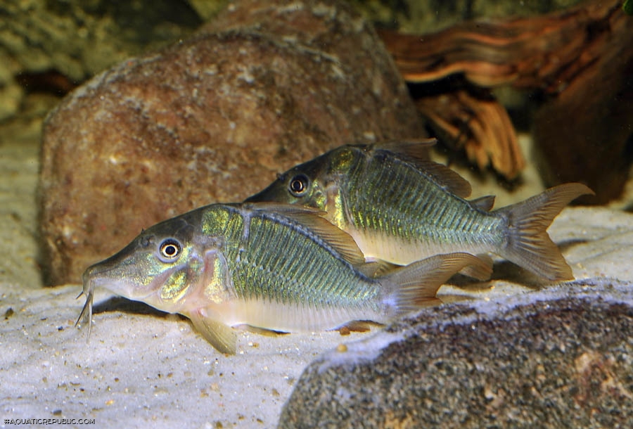 Brochis multiradiata