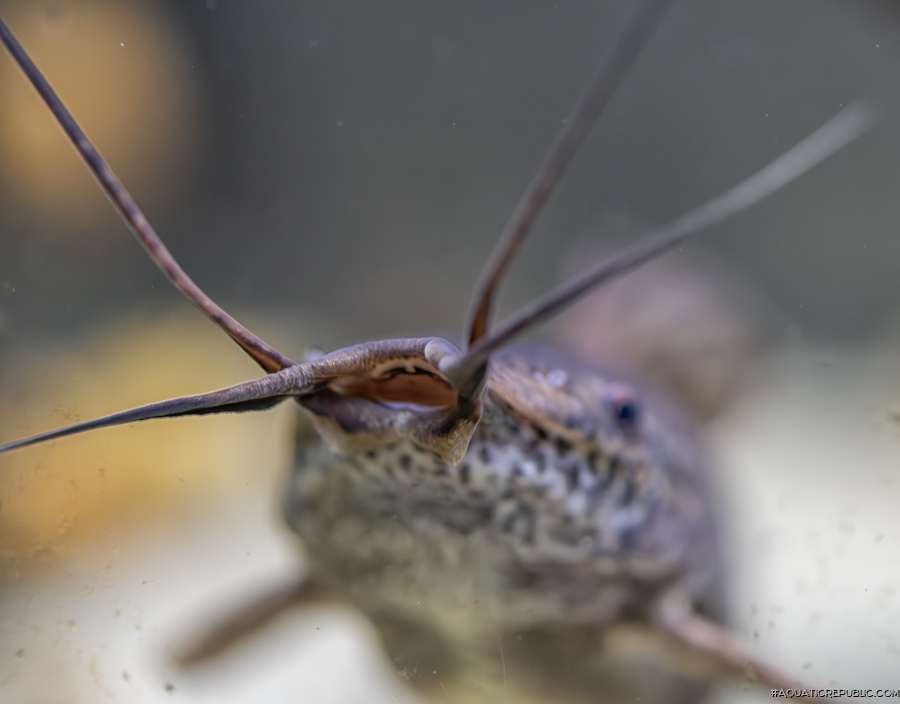 Callichthys serralabium