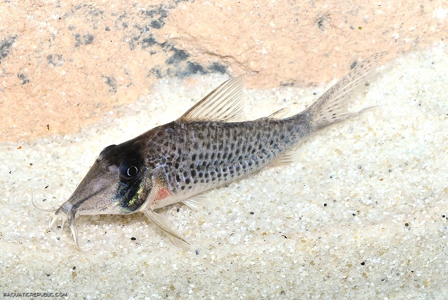 Corydoras iiap