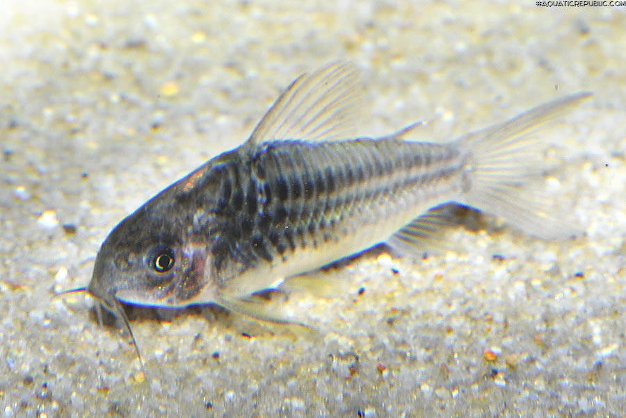 Gastrodermus cf. elegans