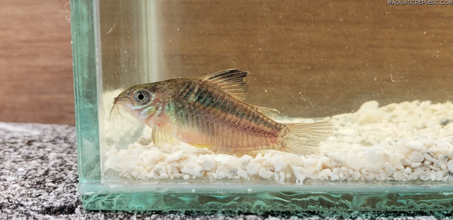 Gastrodermus cf. elegans