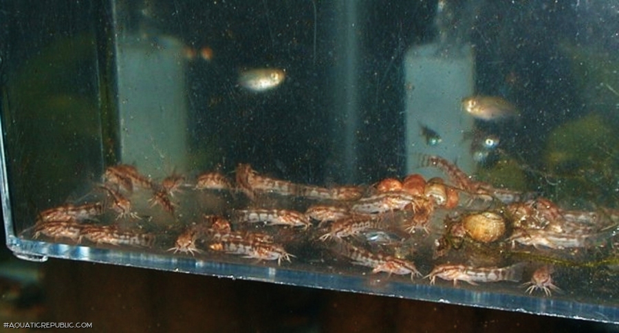 Gastrodermus gracilis