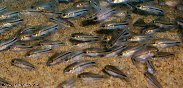 Gastrodermus pygmaeus