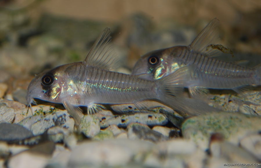 Hoplisoma sp. (C040)