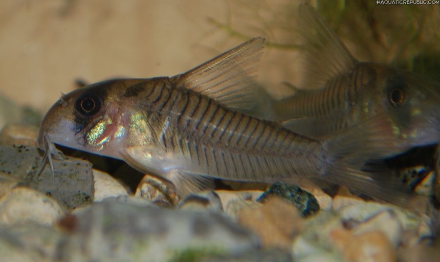 Hoplisoma sp. (C040)