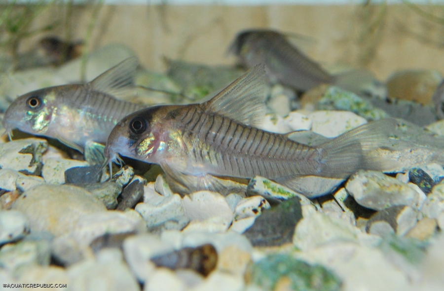 Hoplisoma sp. (C040)