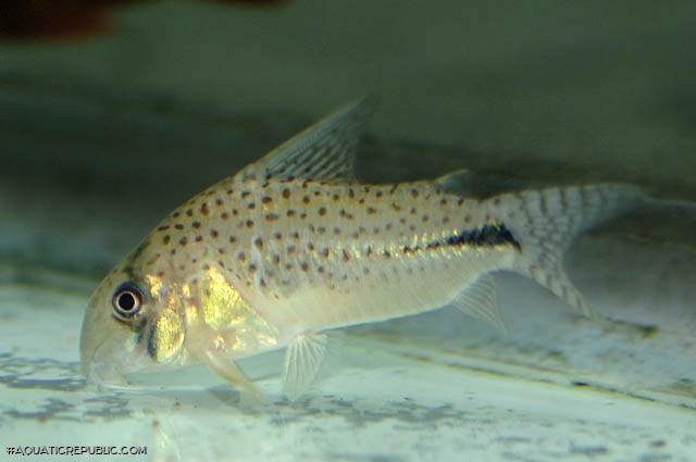 Hoplisoma sp. (C091)