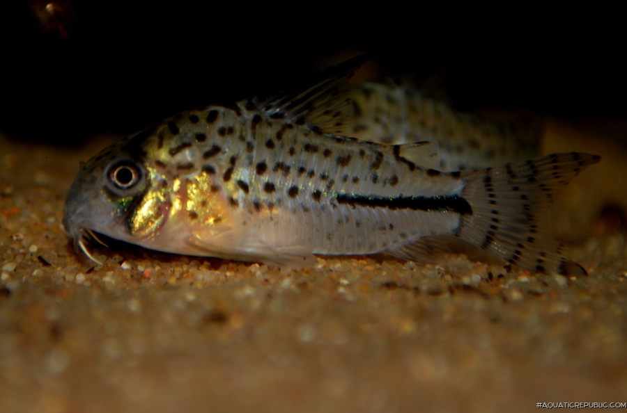 Hoplisoma sp. (C091)