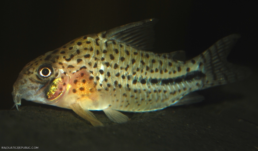 Hoplisoma sp. (C091)