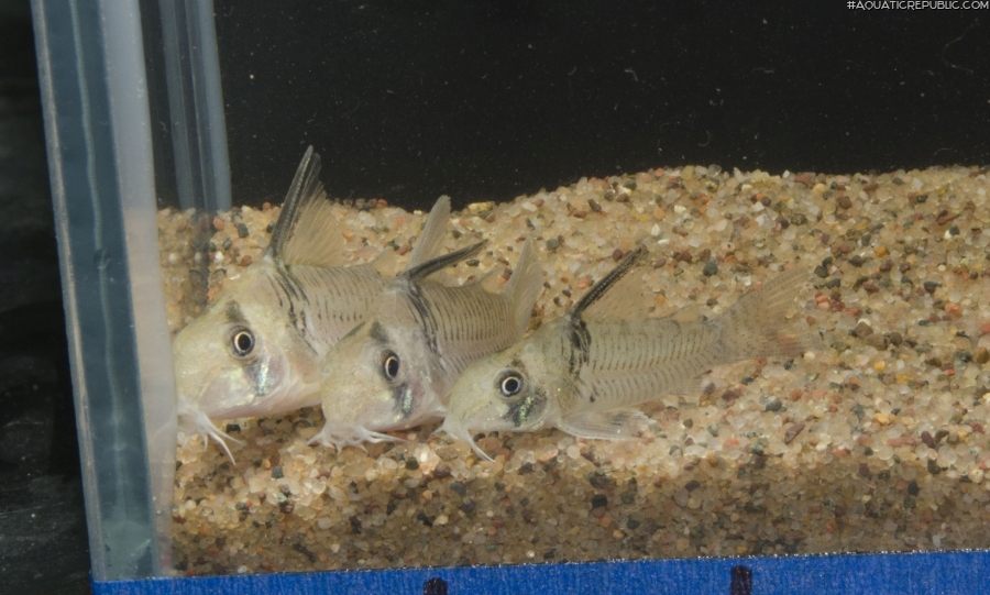 Hoplisoma sp. (C096)