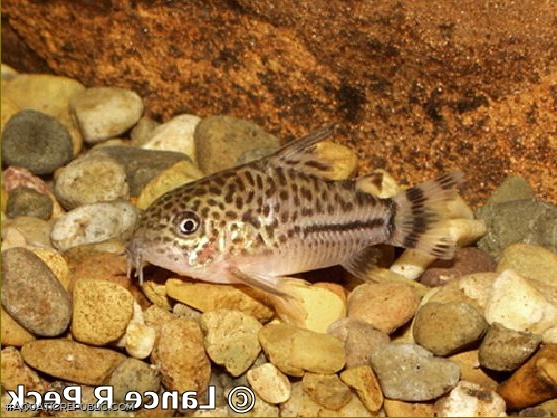 Hoplisoma sp. (C120)