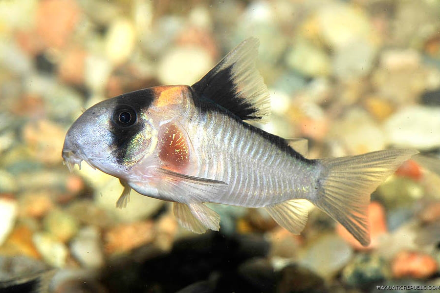 Hoplisoma sp. (C121)