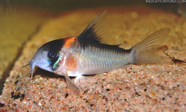 Hoplisoma sp. (C121)