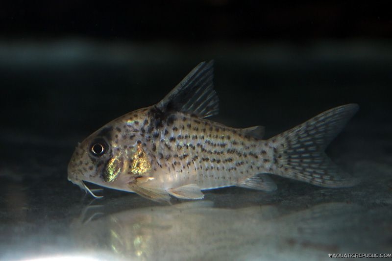 Hoplisoma sp. (Cw001)