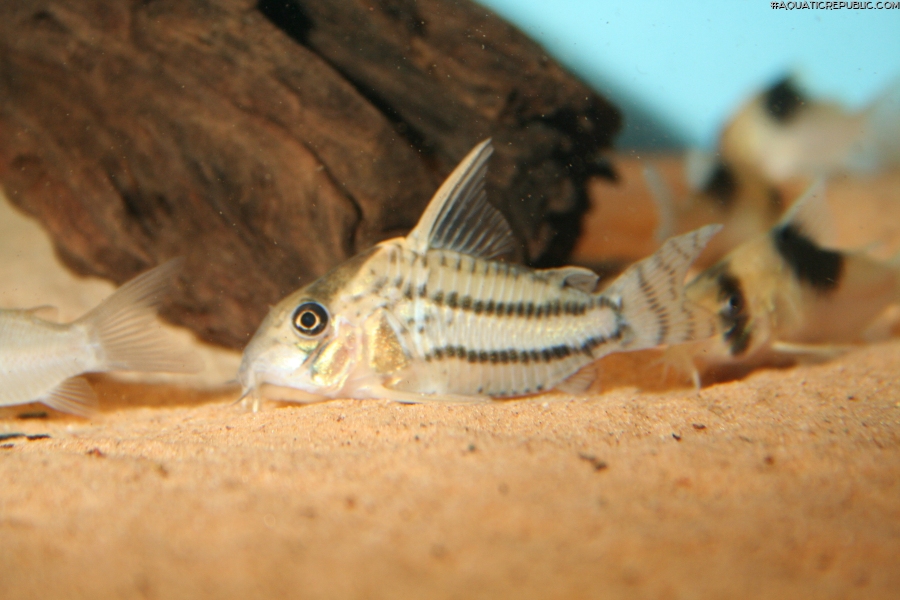 Hoplisoma sp. (Cw028)