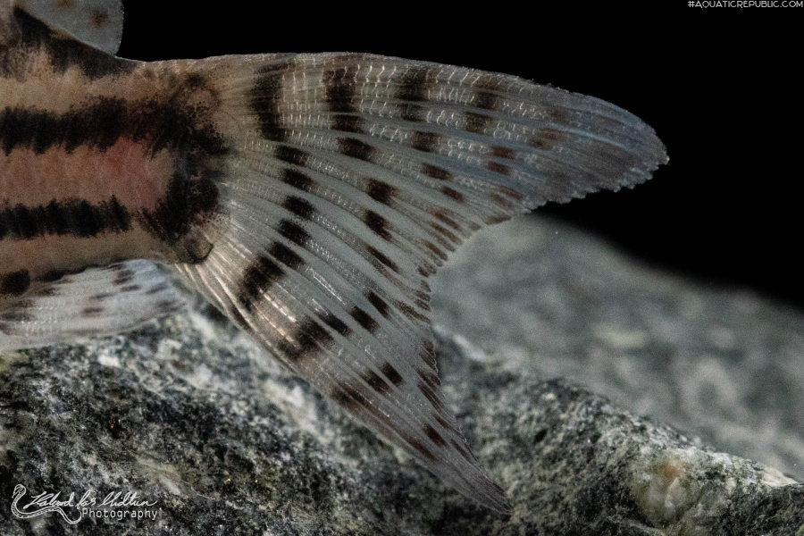 Hoplisoma sp. (Cw028)