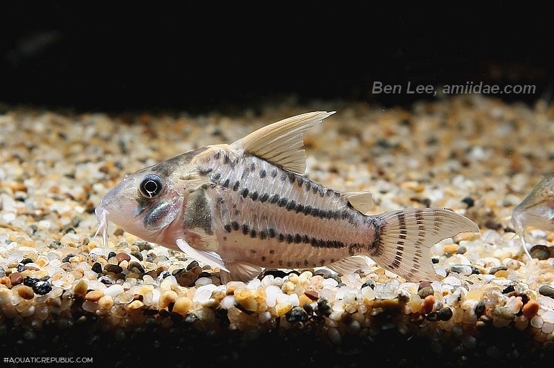 Hoplisoma sp. (Cw028)