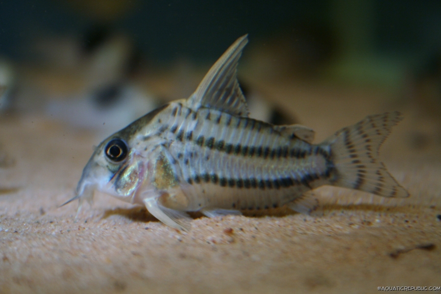 Hoplisoma sp. (Cw028)