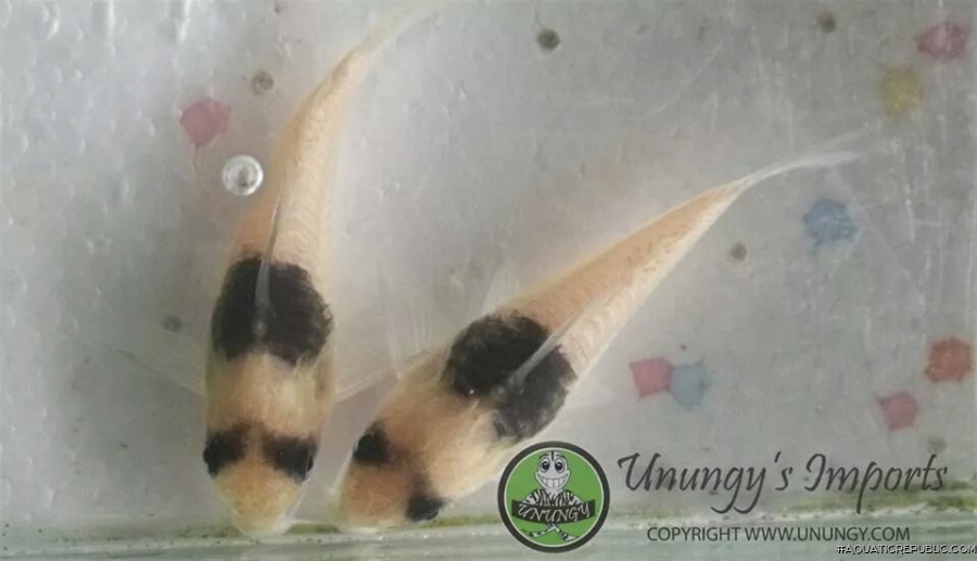 Hoplisoma sp. (Cw049)