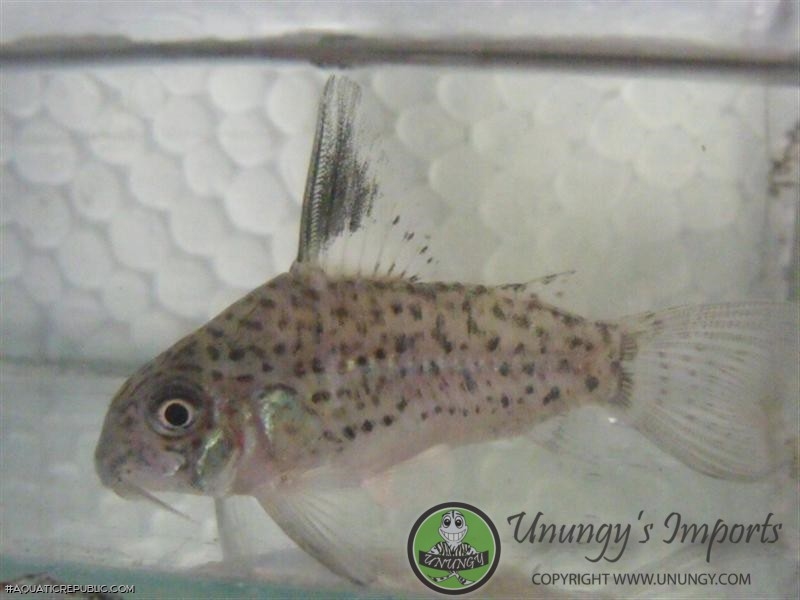 Hoplisoma sp. (Cw079)